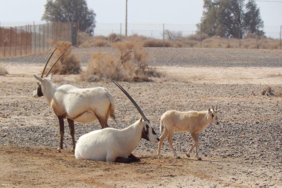 Shaumari Nature Reserve
